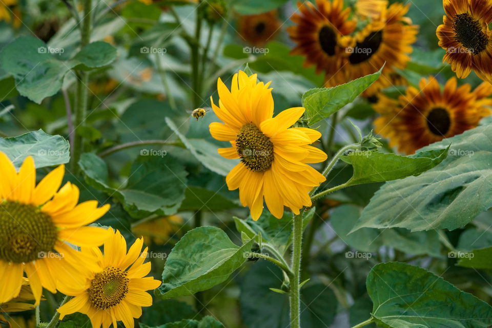 sunflowers bees and bumblebees