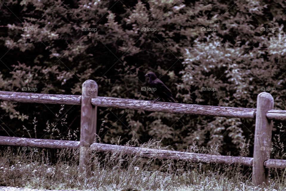 crow on a fence