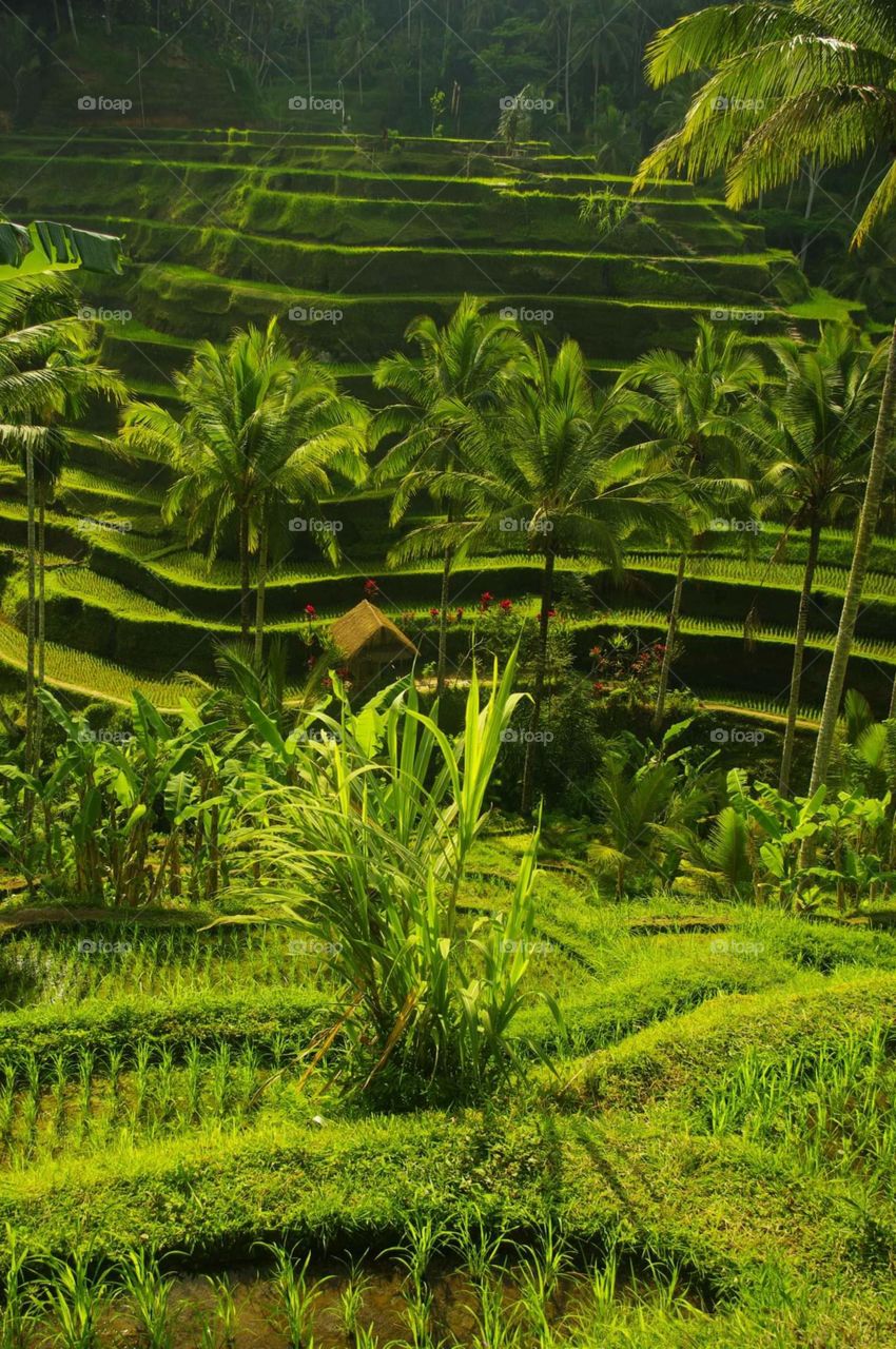 rice field Bali