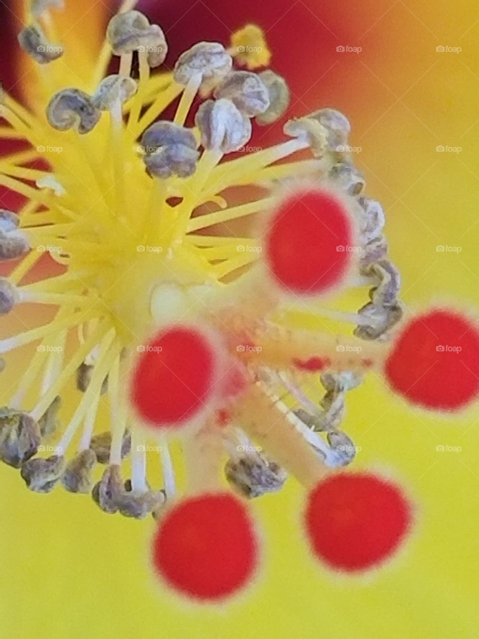 close up of yellow hibiscus