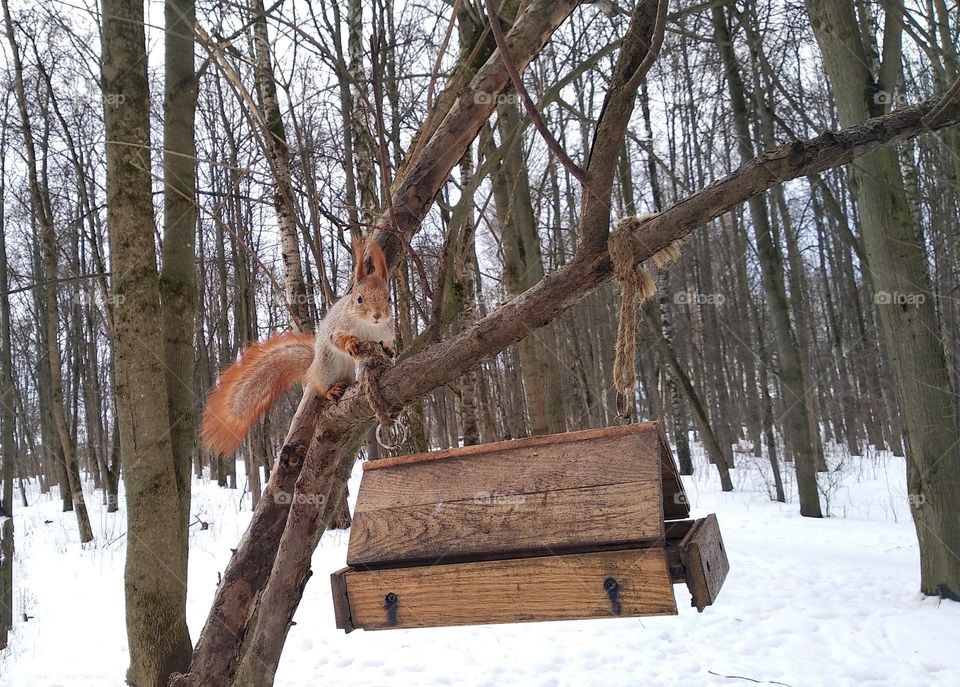 squirrel winter time