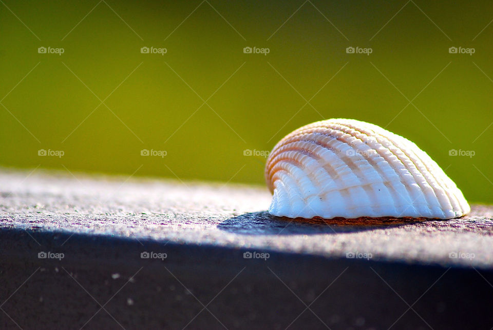 Shell