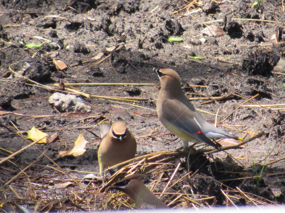 Cedar Waxwings