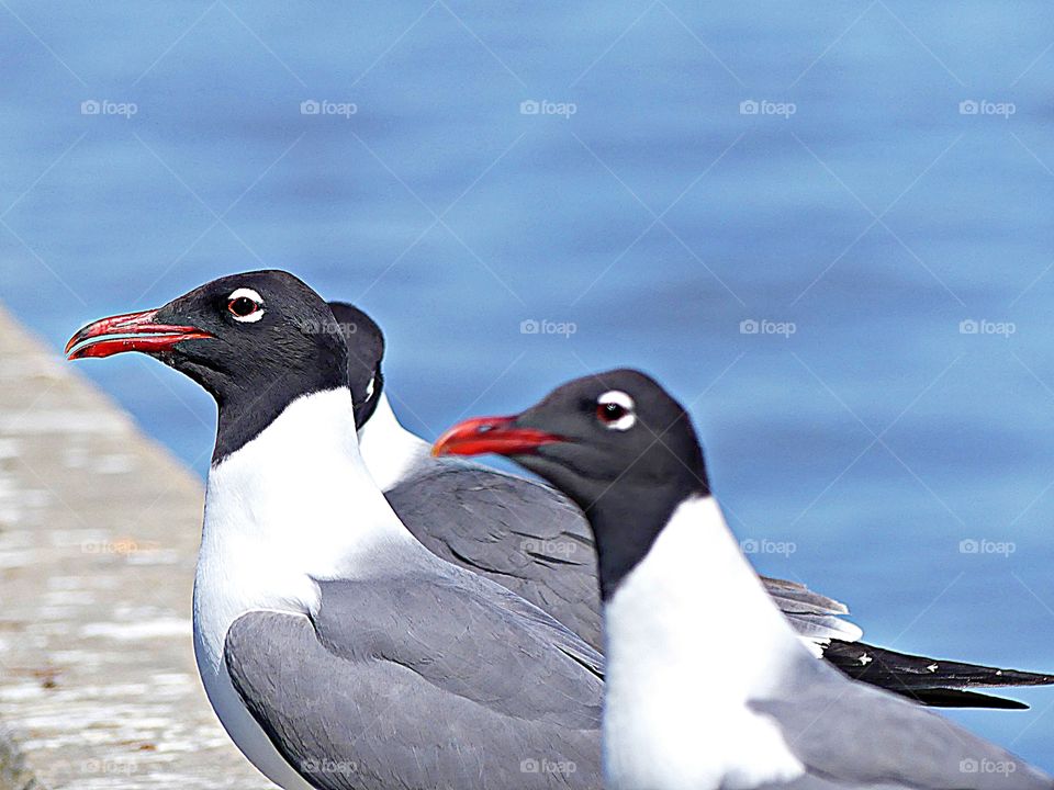 Wild Animals of The United States Foap Missions - Laughing Gulls standing on a pier wall waiting for fisherman to throw them a treat