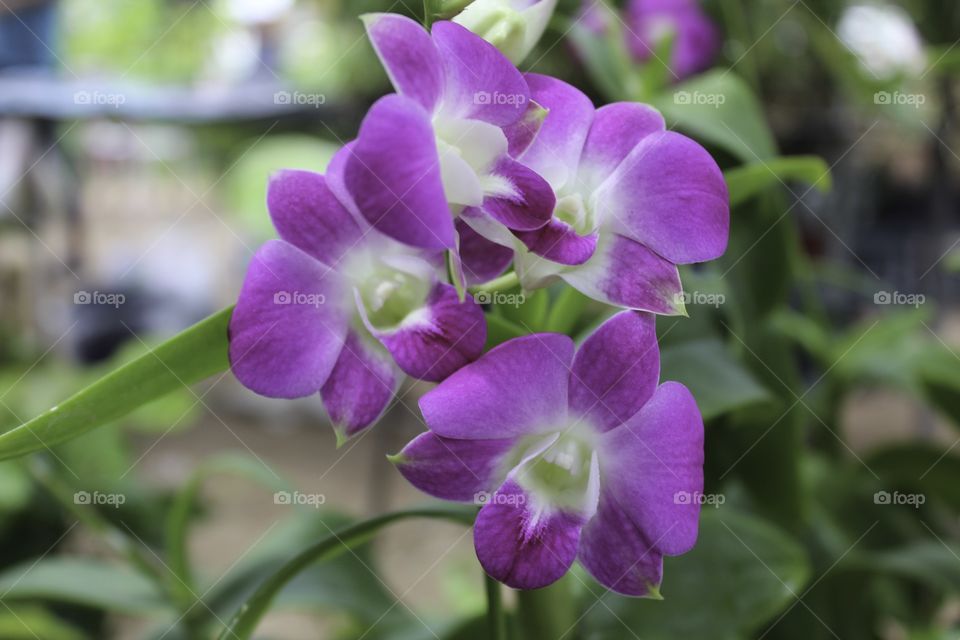 Colorful orchids White, pink, violet, beautiful