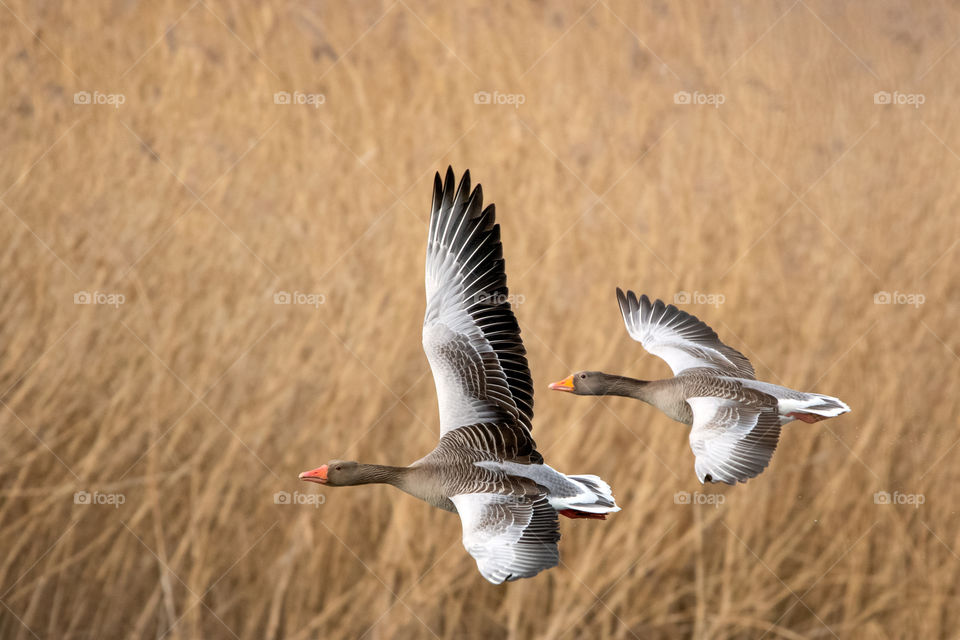 Wild goose in flight
