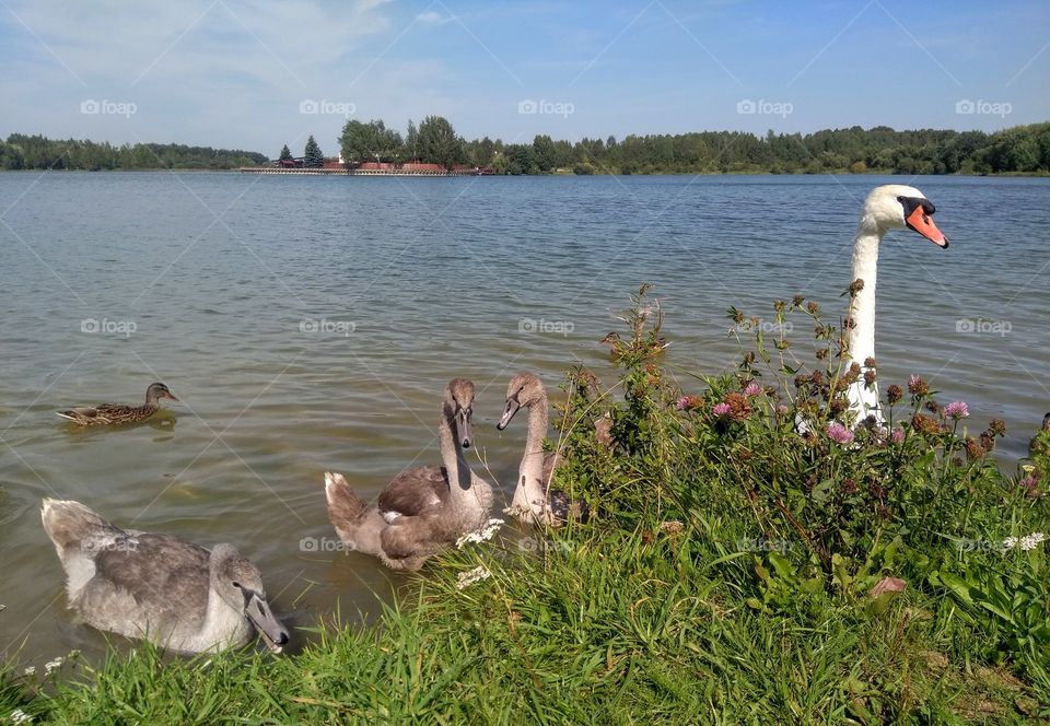 swans family on a lake summer landscape