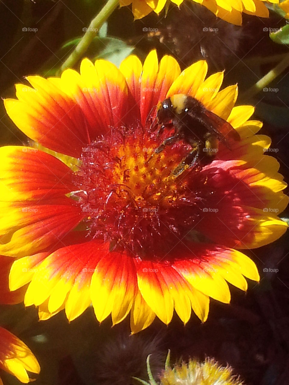 Bee collecting pollen
