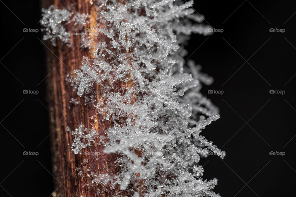 Frozen branch crystals close-up