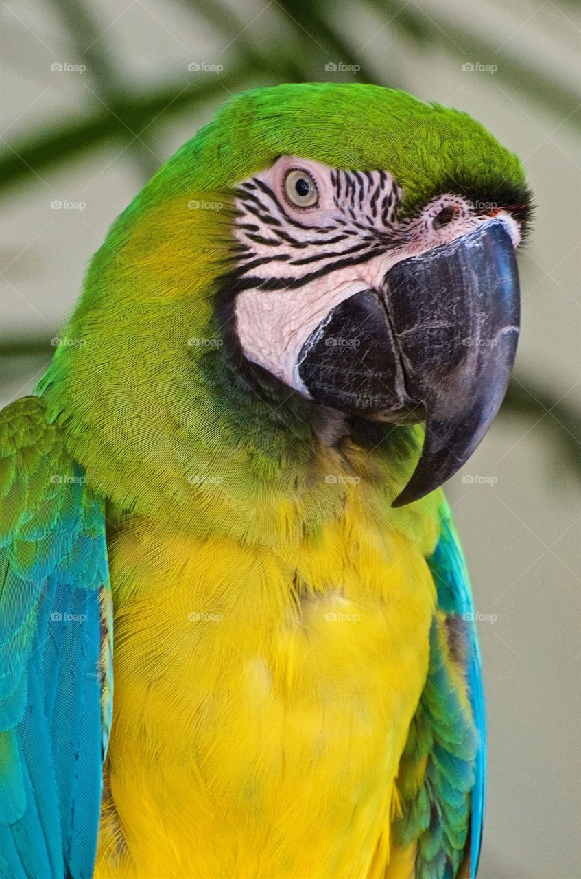 Macaw