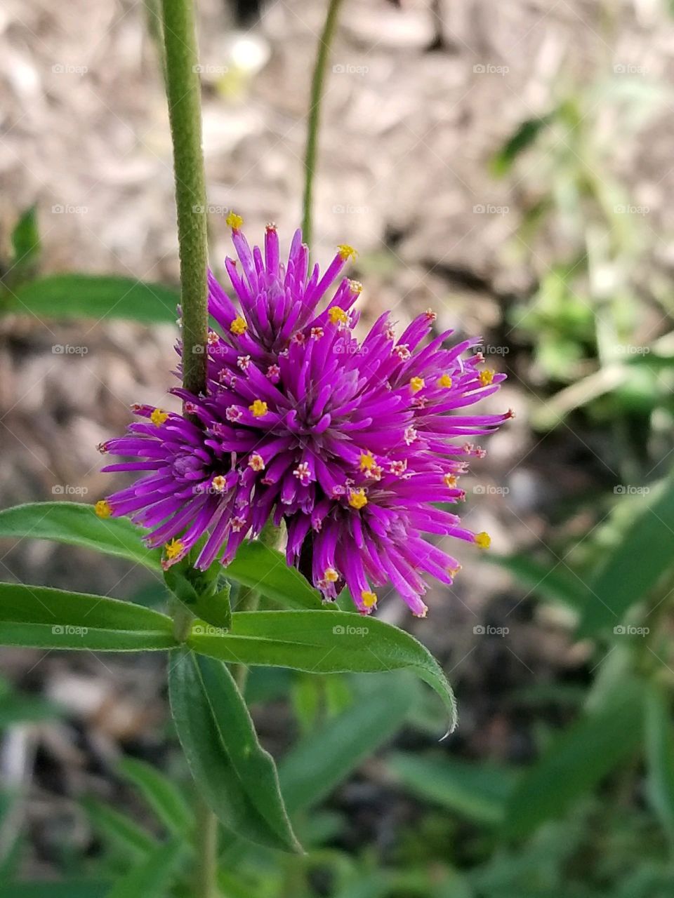 Purple flower