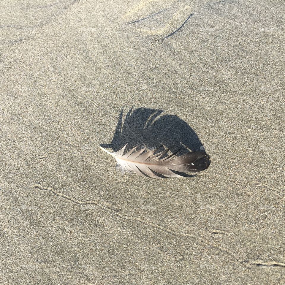 Feather on sand