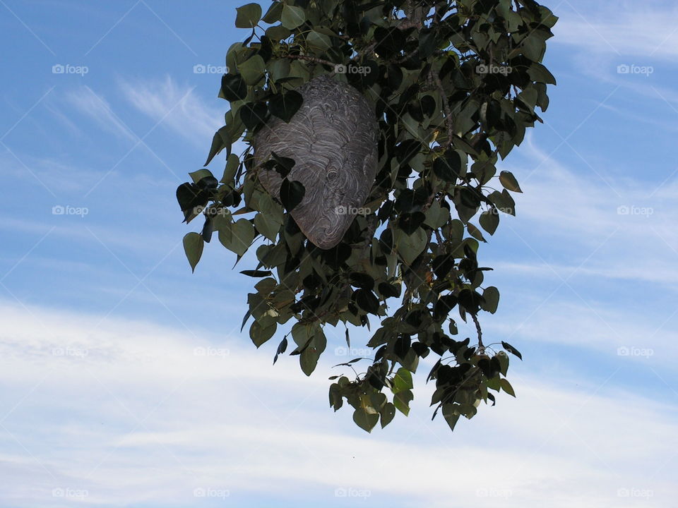 Wasp nest in tree