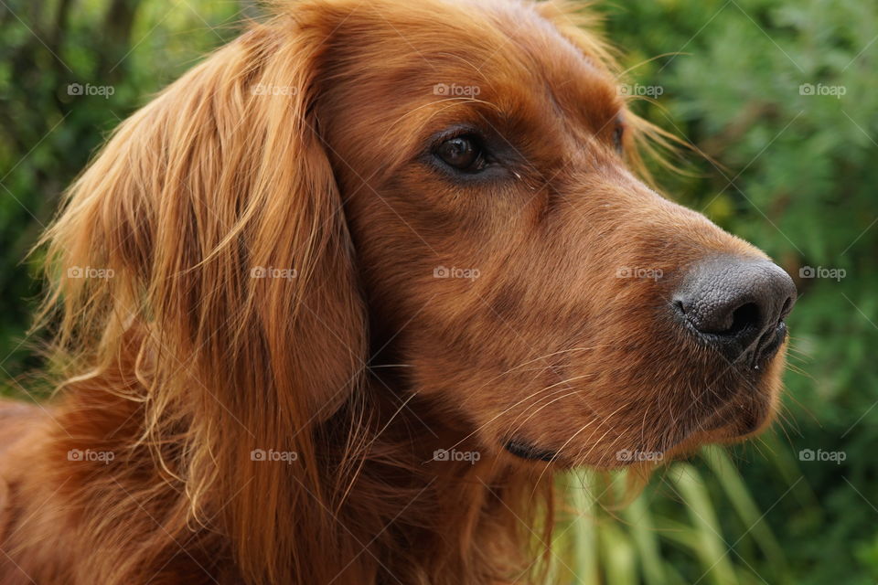 Quinn looking very serious .. Red  Setter Portrait 