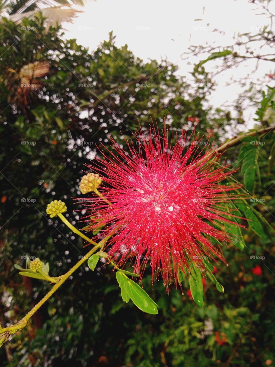 A beautiful red ♥️ flower took in evening