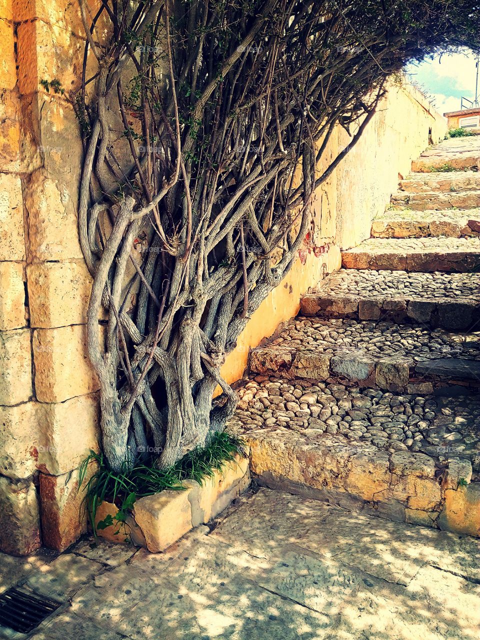 old,step,tree