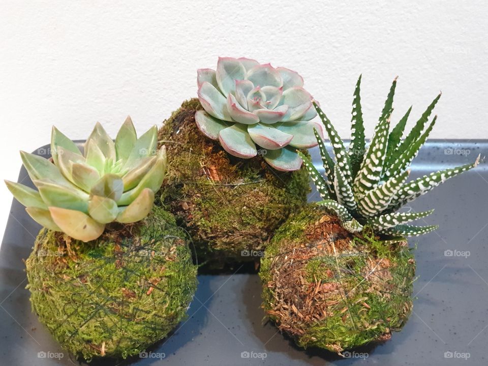 Succulent plants