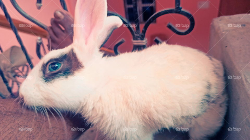 Rabbit Nice Look India