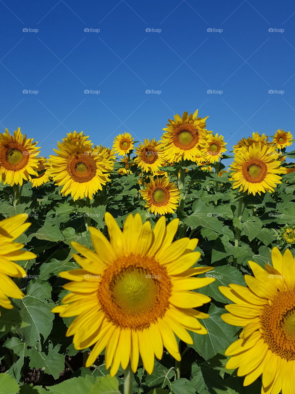 Sunflowers blooming in garden