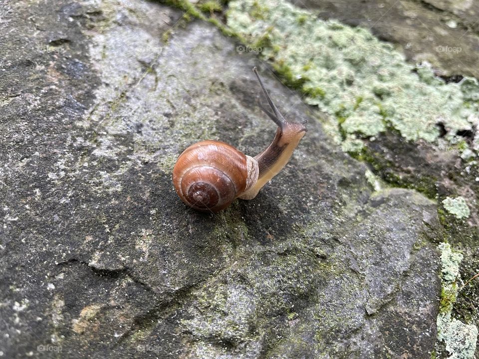 Little snail on a stone with moss.