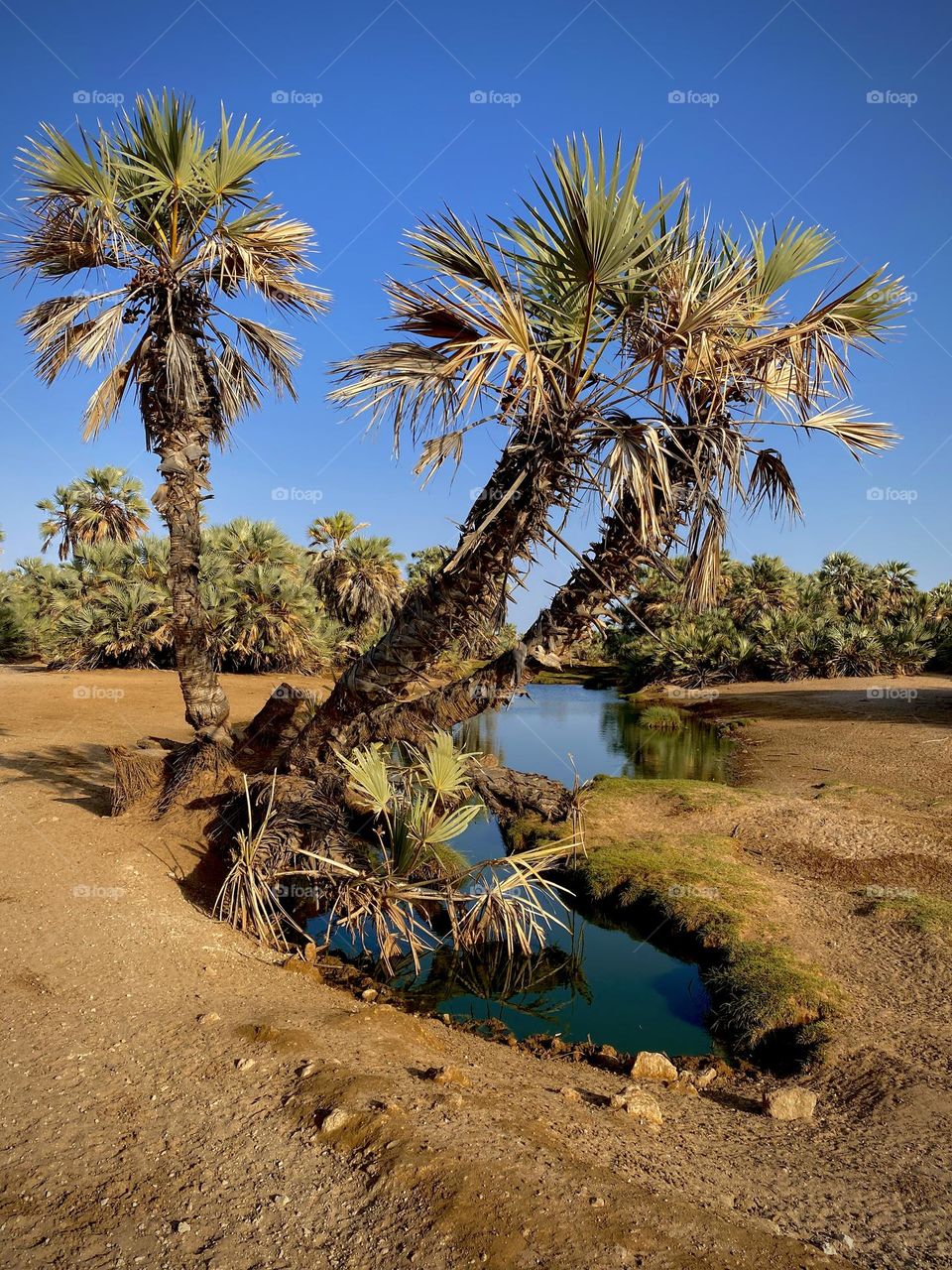 Kalacha Oasis in North Horr Kenya, home to the Chalbi Desert. Chalbi desert is famously known as the Kenyan Dubai and the Oasis that’s well preserved by the government is a water source for the nomads and their cattle and camels.