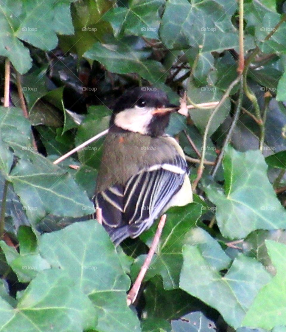 Great tit