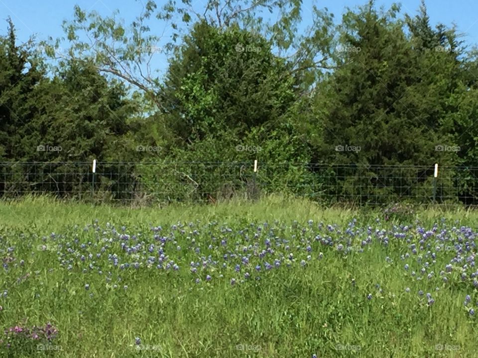 Texas Bluebonnets