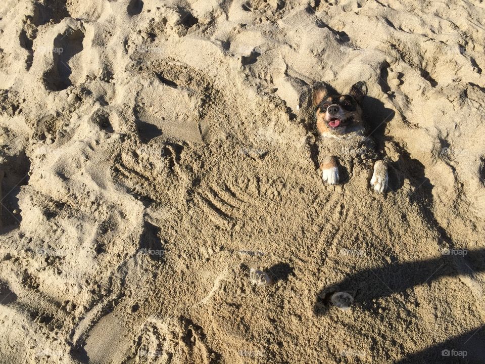 Dog in sand at beach 