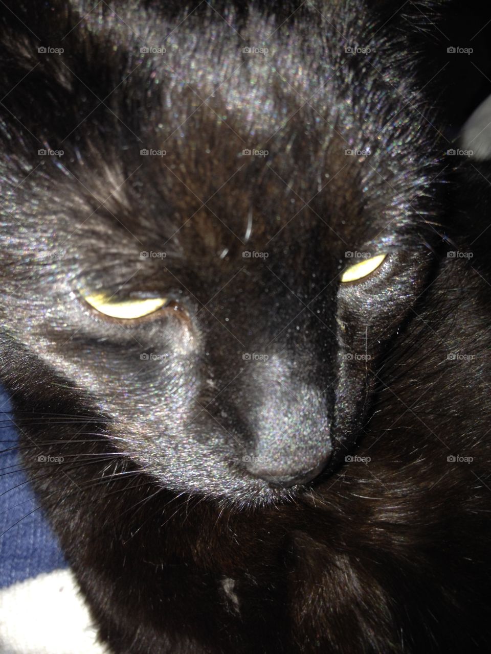 Closeup face of black cat, green eyes.