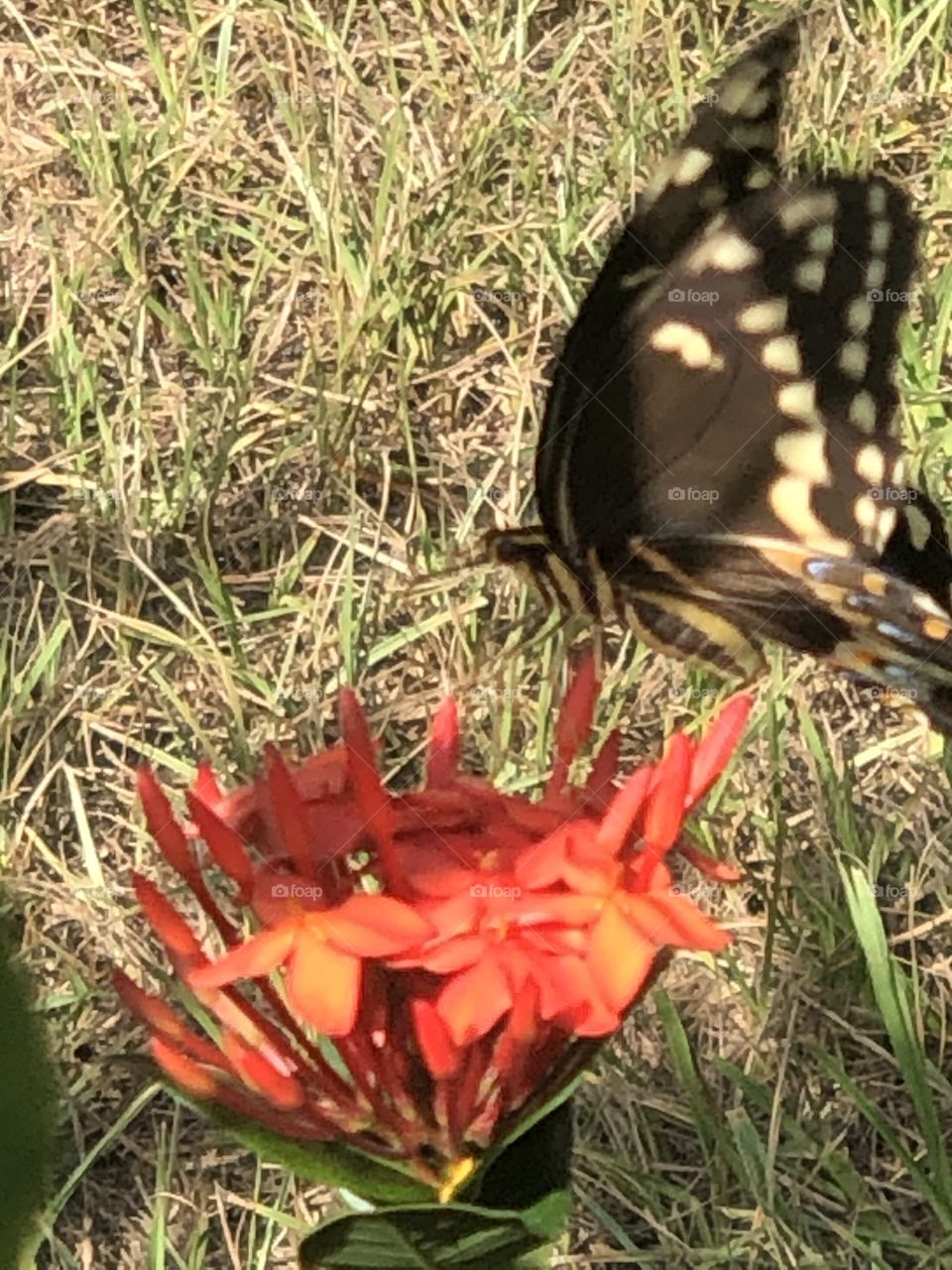 Butterfly with orange flowers