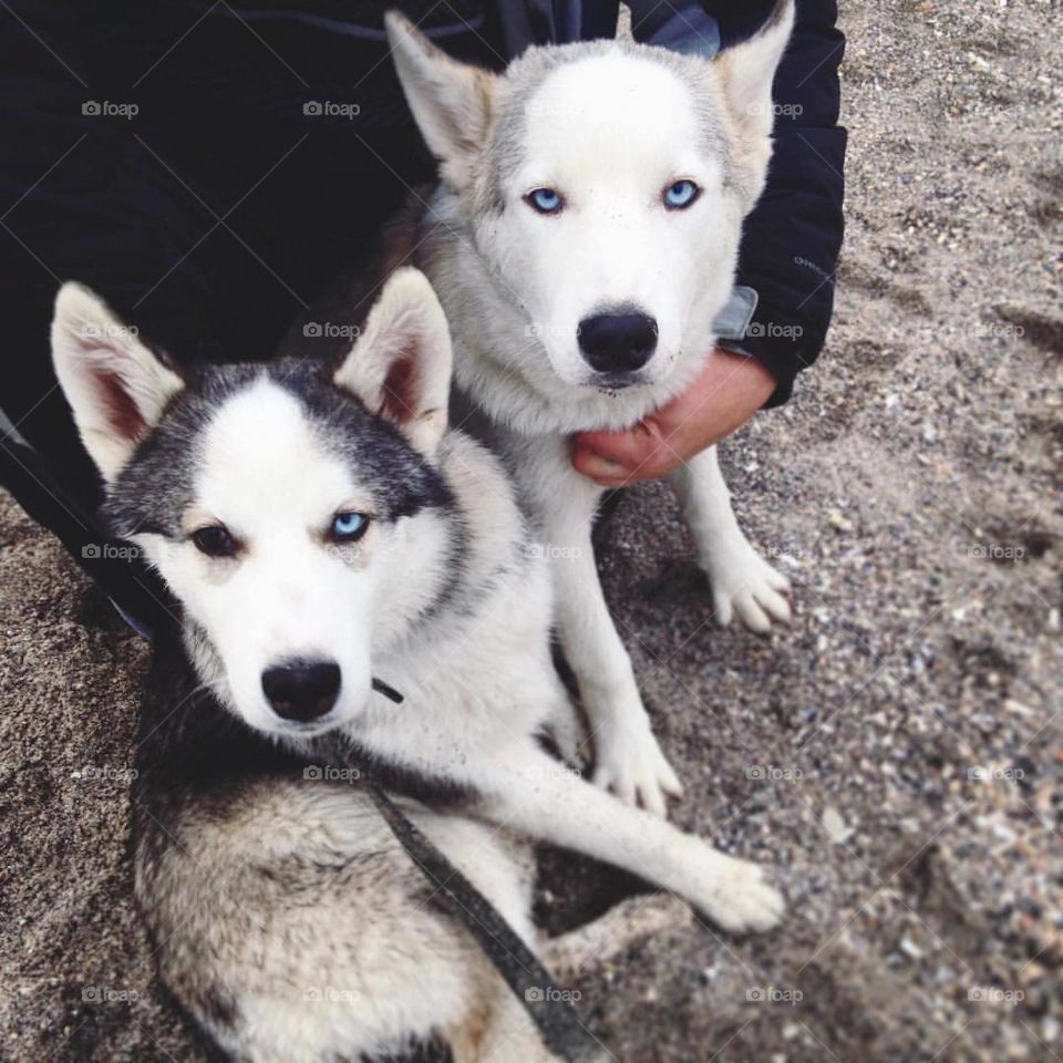 husky dogs