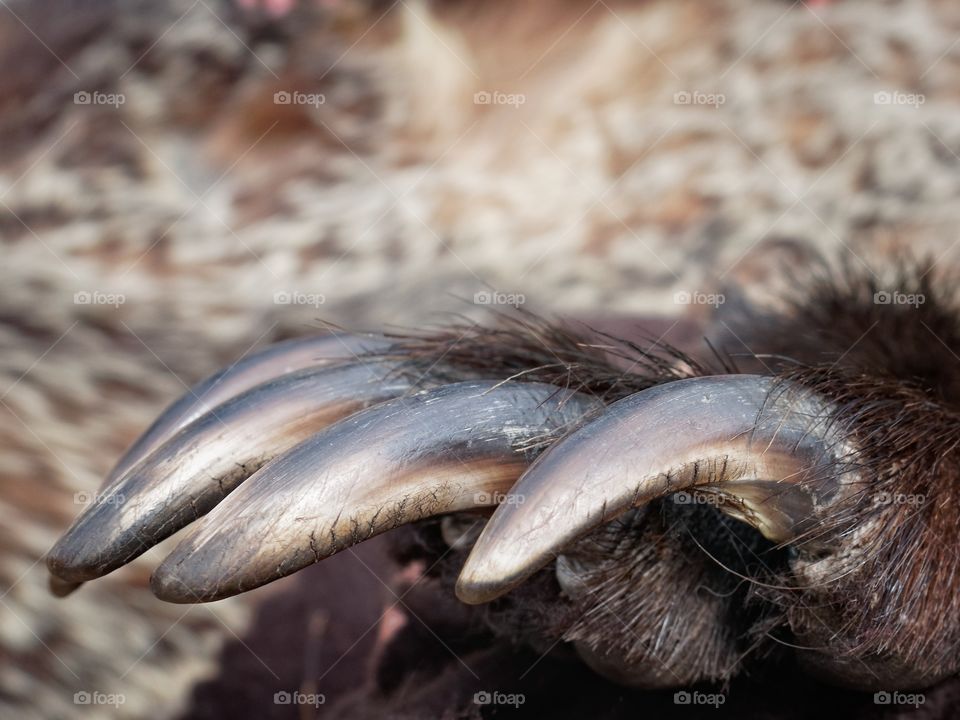 Grizzly Claw. Naturalists at Lake Louise were showing the hide of a Grizzly Bear that had been hit by a train in Banff National Park.