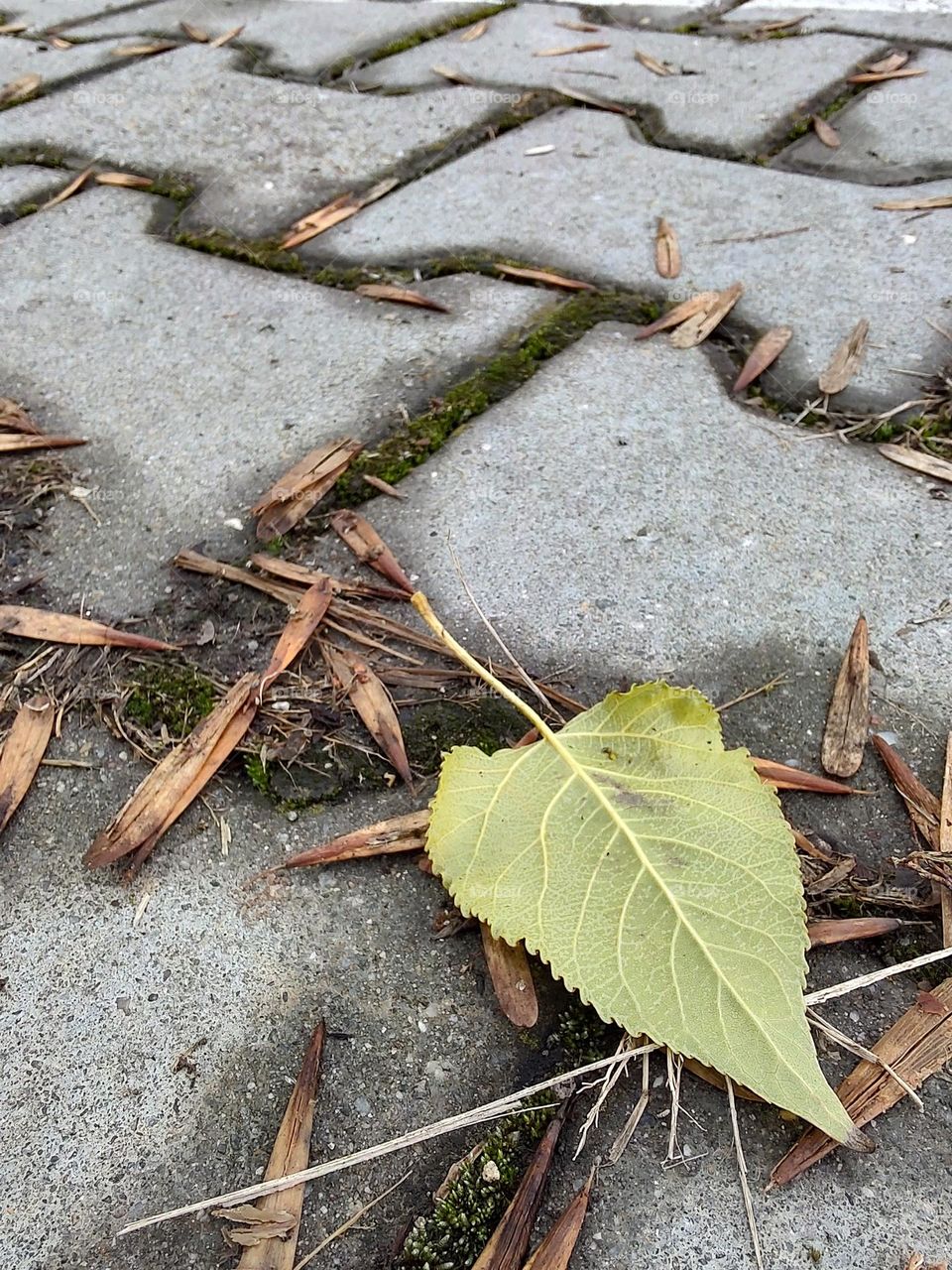 leaf in the urban sidewalk