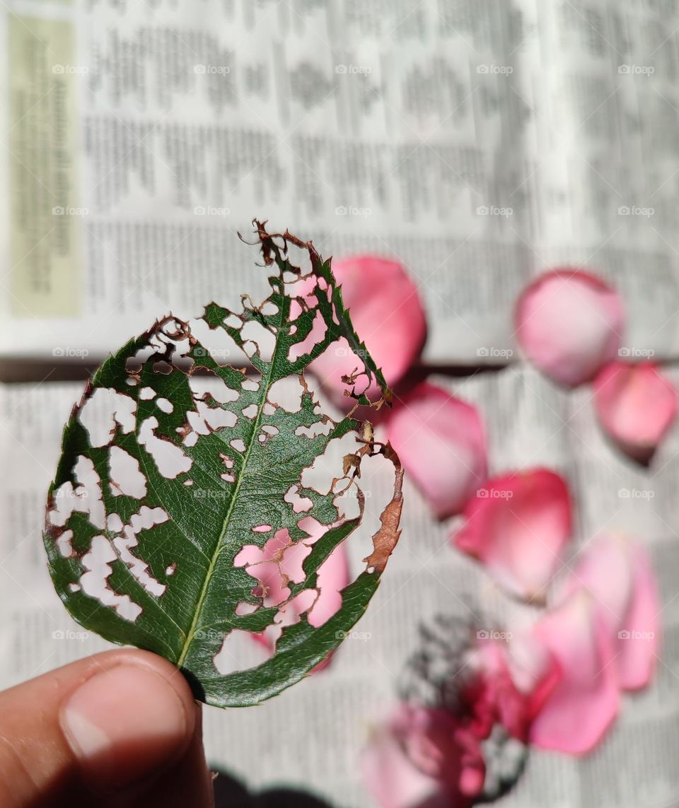 Rose petals on a newspaper with leaf shadow