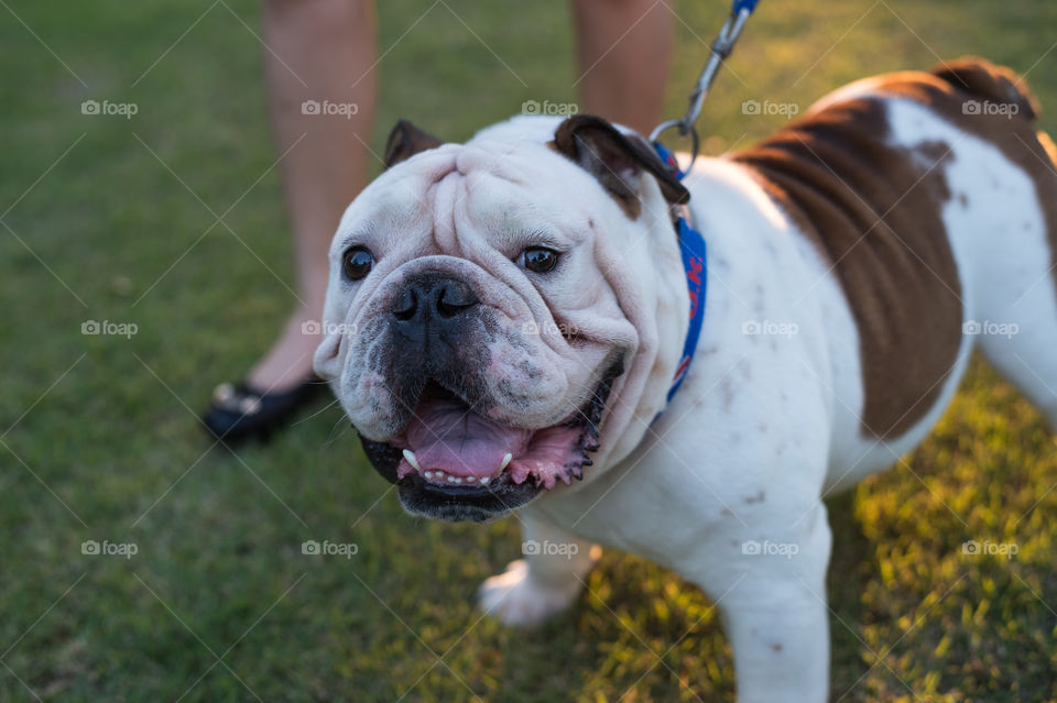 English Bulldog stand on the grass and seeing you