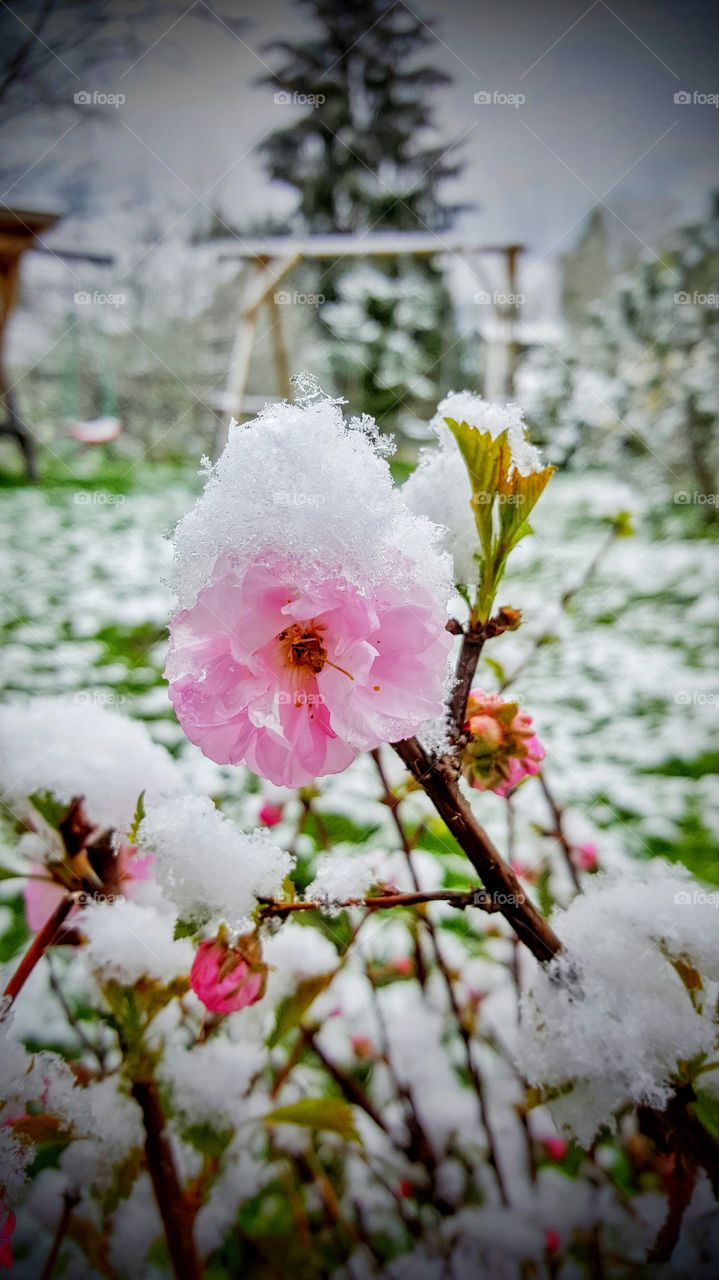 half frozen blossom in the garden