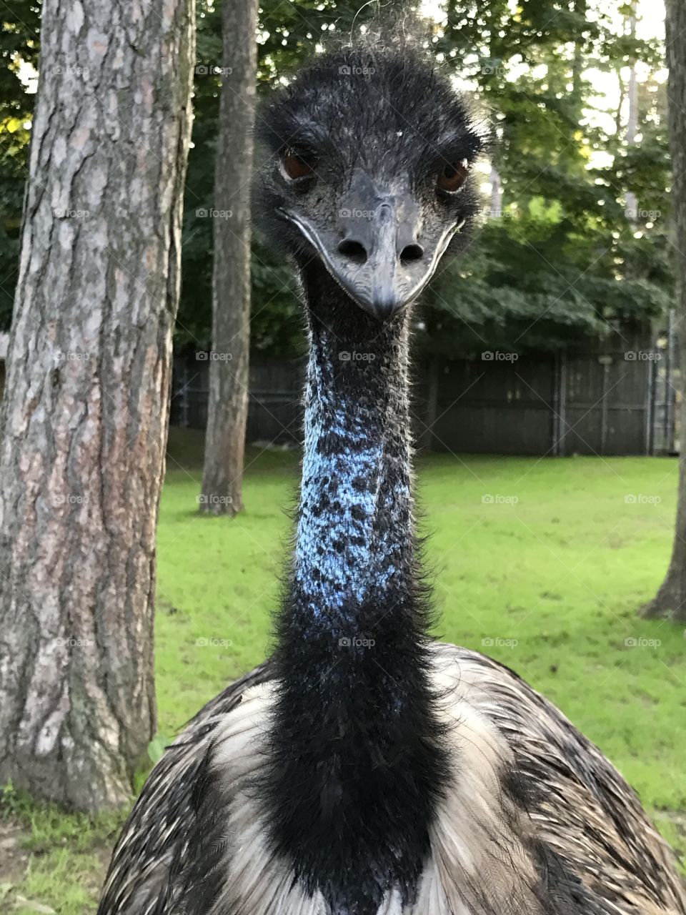 Emu