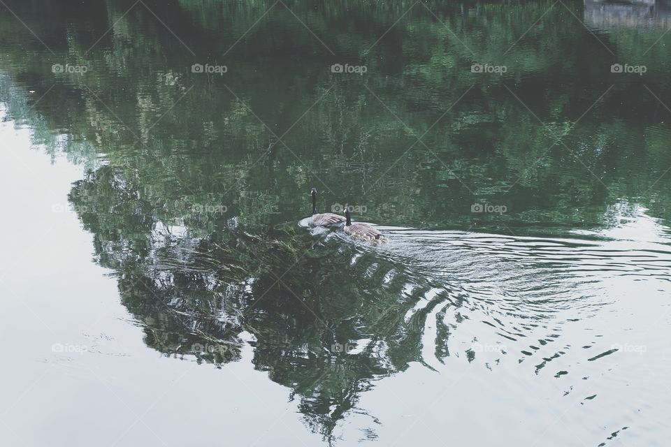 Trees reflected in lake