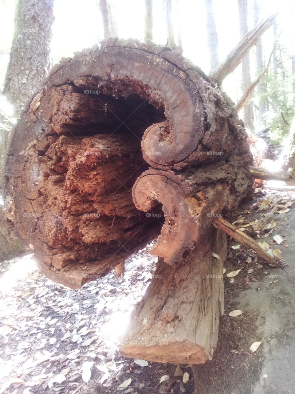 Saw this tree while hiking.