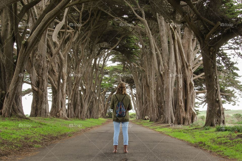 The tree tunnel 