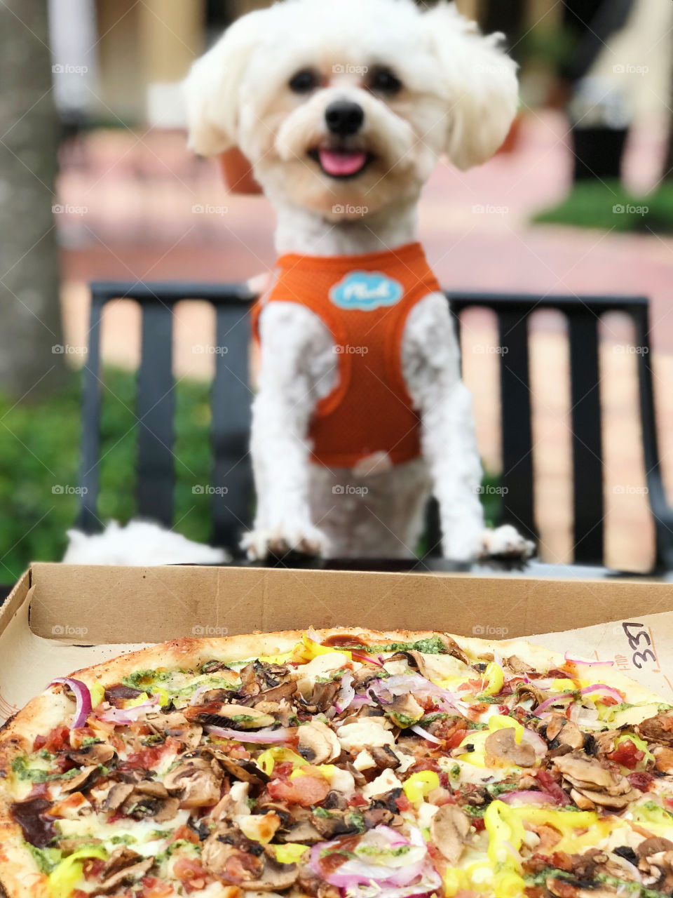 Dog and pizza 