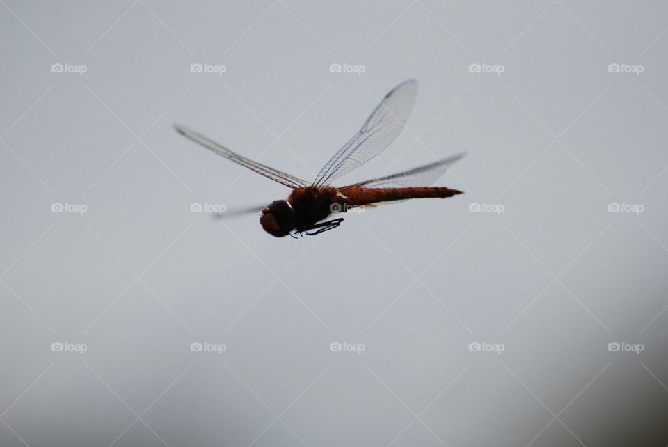 Dragonfly in the air flying