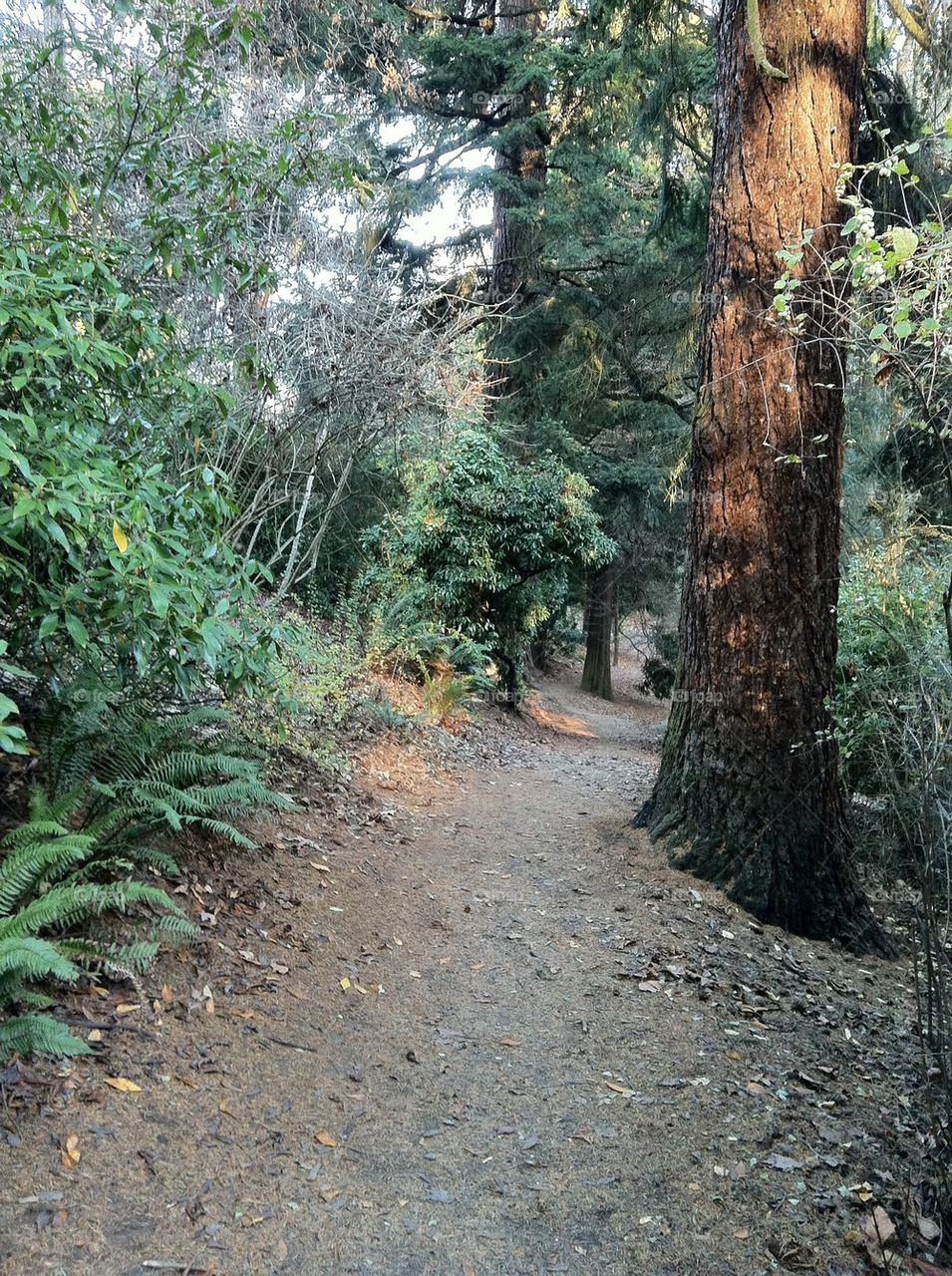 Park trail