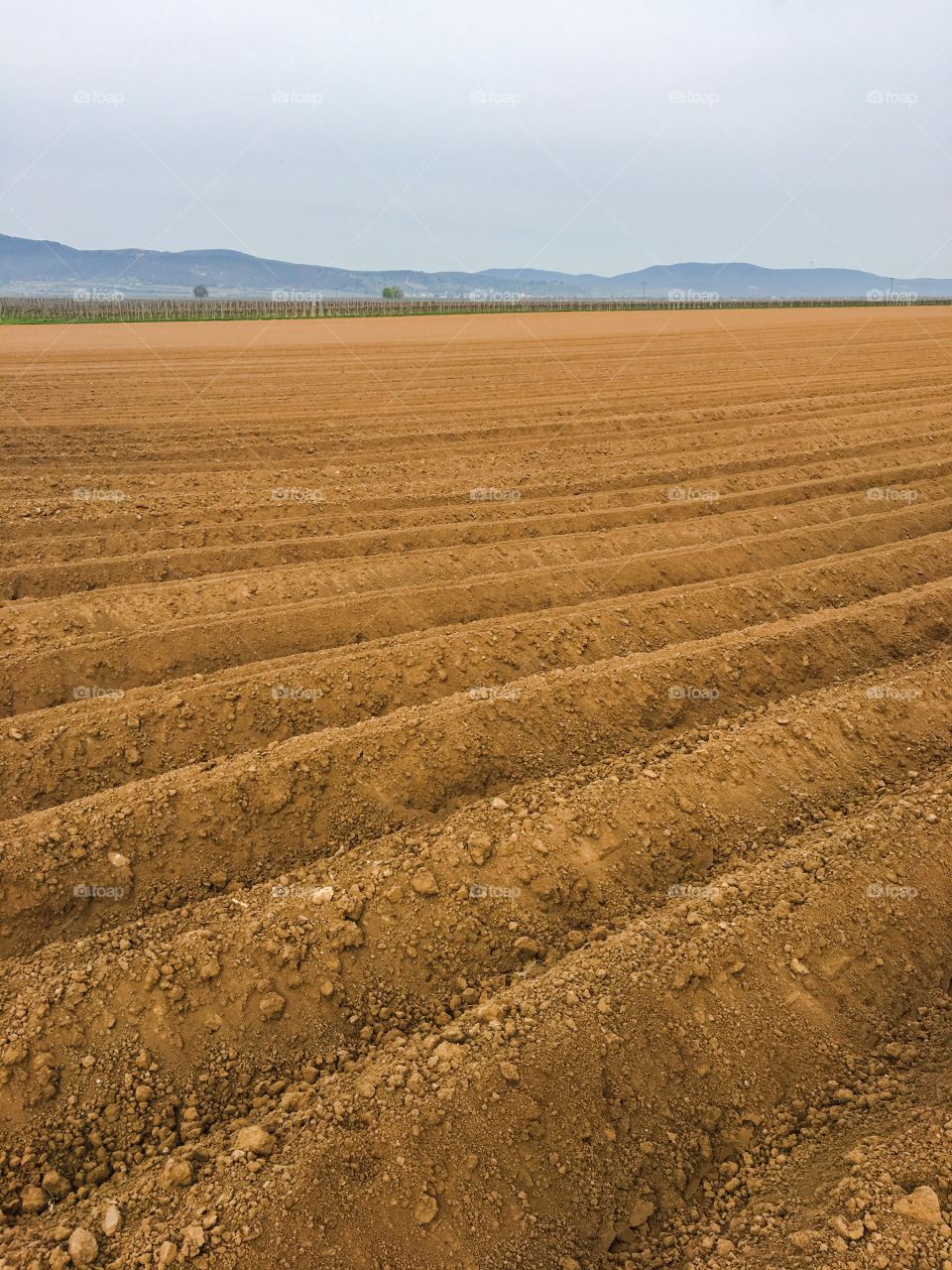 Potatoes cultivation Field 