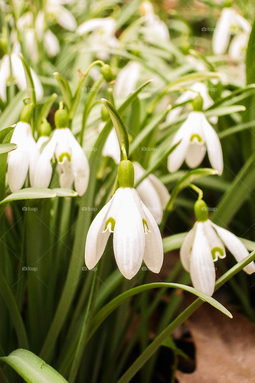 Snowdrops