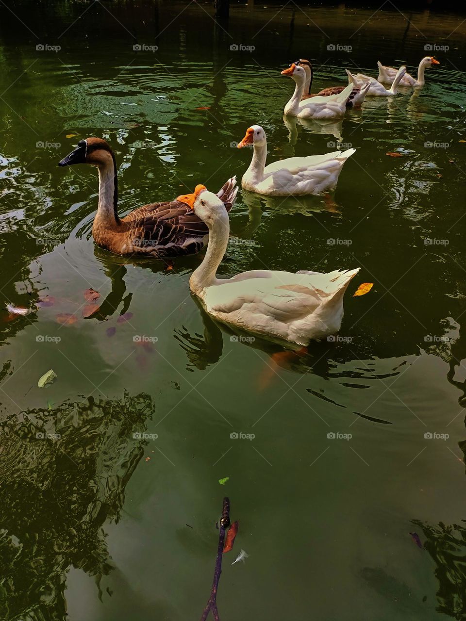 A group of Swan Goose (Anser cygnoides) finding and waiting for food from visitors in the zoo.