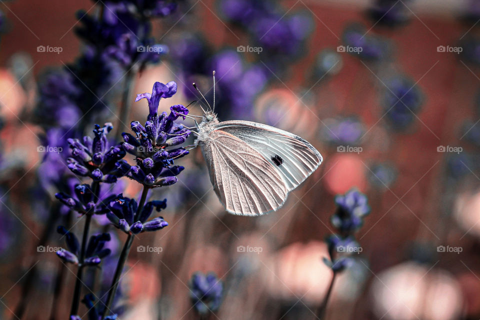 white butterfly at the meadow