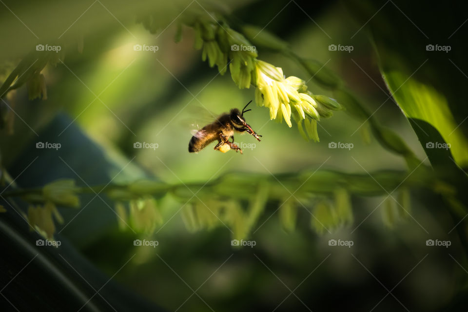 Corn flower and little bee