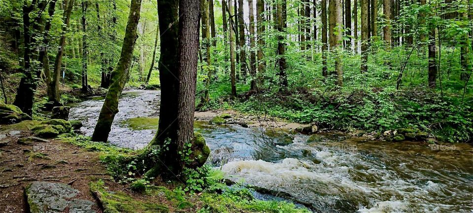 This beautiful forest is in the „Perlbachtal“, the „Pearly Brook Valley“ in the vicinity of „Steinburg“, a small town in „Bavaria“, Germany. The brook is meandering its way merrily through the valley. 2024. Hypnotic Productions