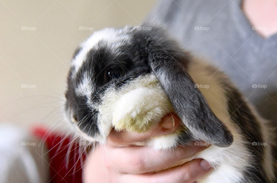 holland lop bunny being held 